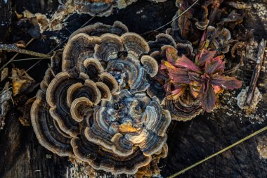 Trametes versicolor, ayrıca Polyporus versicolor olarak da bilinir, dünya çapında yaygın olarak bulunan ve ağaç gövdelerinde yetişen geleneksel tıbbi mantar türüdür..
