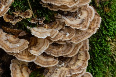 Trametes versicolor, ayrıca Polyporus versicolor olarak da bilinir, dünya çapında yaygın olarak bulunan ve ağaç gövdelerinde yetişen geleneksel tıbbi mantar türüdür..
