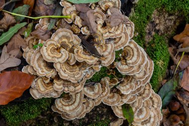Trametes versicolor, ayrıca Polyporus versicolor olarak da bilinir, dünya çapında yaygın olarak bulunan ve ağaç gövdelerinde yetişen geleneksel tıbbi mantar türüdür..