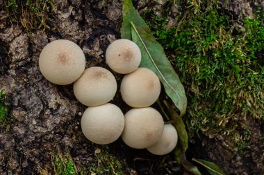 Çam ormanında Lycoperdon Perlatum mantarları..