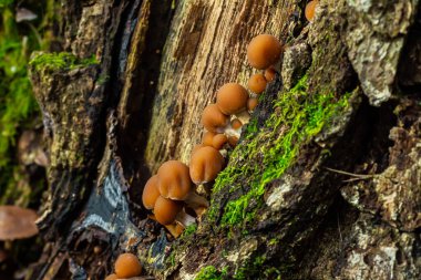 Psathyrella piluliforis Common Stump Brittlestem mantar kırmızımsı kahverengi mantar gruplar halinde dikleşir, doğal ışık.