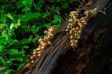 Yenilemez mantar ormanlarda, Orta Avrupa 'da, Mycena Renati' de yetişir..