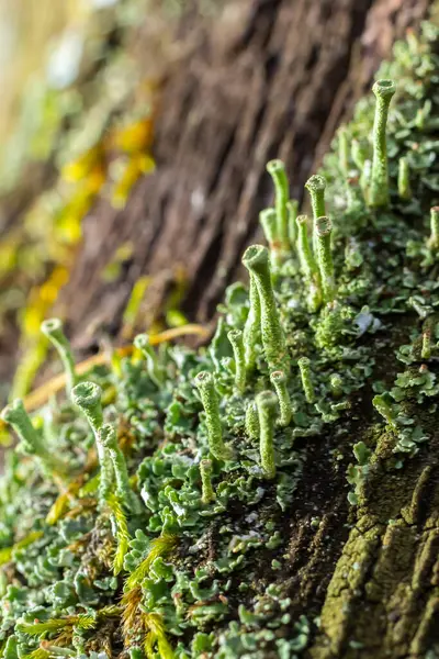 stock image Close up of the trumpet lichen Cladonia fimbriata between stone flowers and moss on a rock.