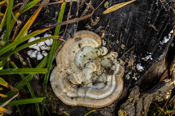 stock image Fomes fomentarius mushroom on the trunk of an old poplar on a summer day.