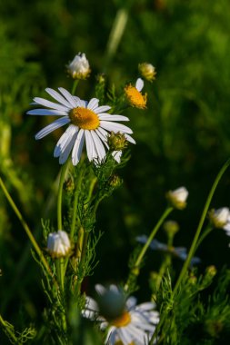 Et sinekleri Sarcophagidae familyasına aittir. Tripleurospermum inodorum, yabani papatya çayı, papatya otu, sahte papatya çayı ve Baldr kaşları, Tripleurospermum türünün bir türüdür..