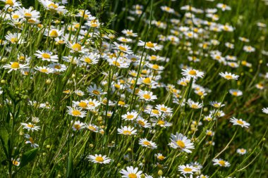 Çayırda yetişen papatya çiçekleri, beyaz papatyalar. Oxeye papatya, Leucanthemum vulgare, Papatya, Dox-eye, Common papatya, Dog papatya, Bahçe konsepti.