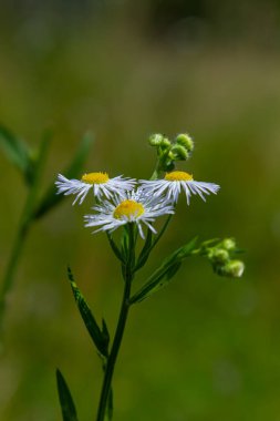 Erigeron Annuus olarak bilinen yıllık pire, papatya pire, ya da papatya pire..