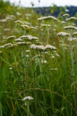 Achillea Milleum beyaz çiçekleri, çiçekli yeşil yapraklar. Tıbbi organik doğal bitkiler, bitki konsepti. Yabani bahçe, kır çiçeği.