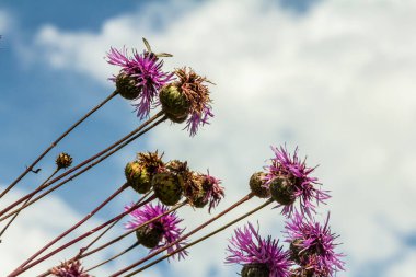 Centaurea scabiosa subsp. apiculata, Centaurea apiculata, Compositae. Wild plant shot in summer.