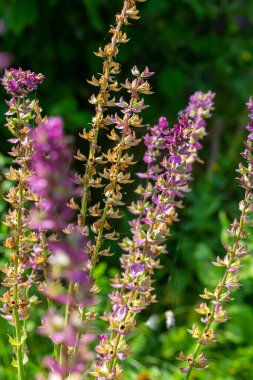 Lacivert çiçekler, Salvia nemorosa Ostfriesland. Uzun mor çiçek. Salvia, Nepeta. Balkan Clary - Salvia sylvestris.