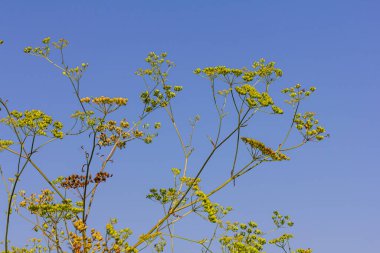 Pastinaca sativa subsp. Urens, Pastinaca şemsiyesi, Apiaceae. Yazın vahşi bitki vuruşu..