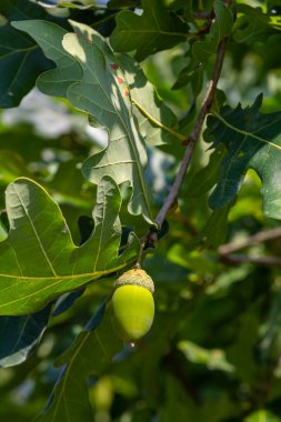 Yeşil yaprakları ve güneşli bir meşe palamutları meşe dalı. Yaz aylarında meşe ağacı. Bulanık yaprak arka plan. Portre.