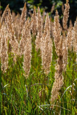Çayırdaki küçük kamışlı Calamagrostis epigejos 'un enfeksiyonu..