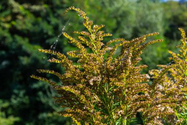 Sonbaharda Solidago Altissima 'nın yabani çiçekleri.