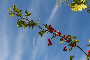 Kırmızı böğürtlenlerle süslenmiş yeşil diken dalları.