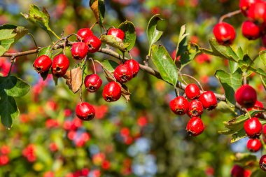 Hawthorn kırmızı böğürtlenleri çalılıklarda yetişir.