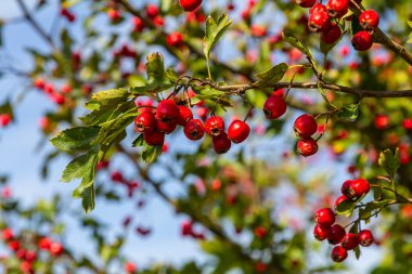 Kırmızı böğürtlenlerle süslenmiş yeşil diken dalları.
