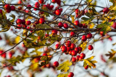 Kırmızı böğürtlenlerle süslenmiş yeşil diken dalları.