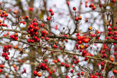 Kırmızı böğürtlenlerle süslenmiş yeşil diken dalları.