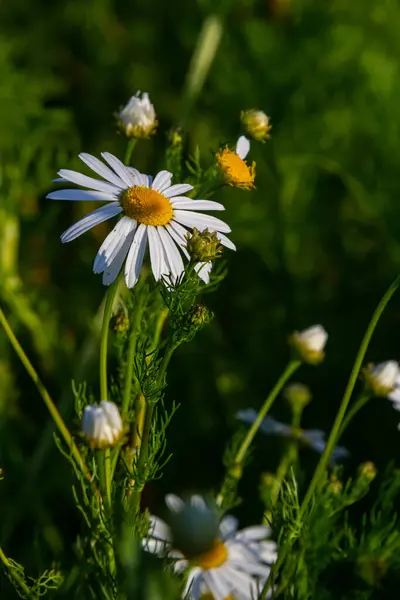 stock image Flesh Flies belong to the family Sarcophagidae. Tripleurospermum inodorum, wild chamomile, mayweed, false chamomile, and Baldr s brow, is the type species of Tripleurospermum.