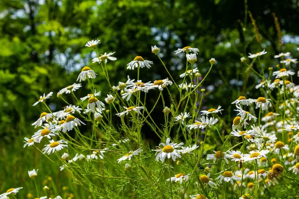 stock image Flesh Flies belong to the family Sarcophagidae. Tripleurospermum inodorum, wild chamomile, mayweed, false chamomile, and Baldr s brow, is the type species of Tripleurospermum.