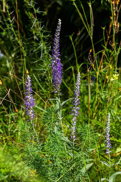 stock image Flowering spikes of Veronica Spicata Ulster Dwarf Blue flower.