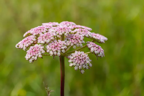 stock image inflorescence of Pimpinella saxifraga or burnet-saxifrage solid stem burnet saxifrage lesser burnet.