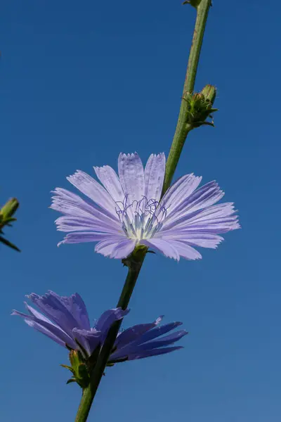 stock image delicate blue flowers of chicory, plants with the Latin name Cichorium intybus on a blurred natural background, narrow focus area.