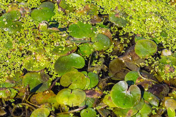 stock image Hydrocharis morsus-ranae, frogbit, is a flowering plant belonging to the genus Hydrocharis in the family Hydrocharitaceae. It is a small floating plant resembling a small water lily.