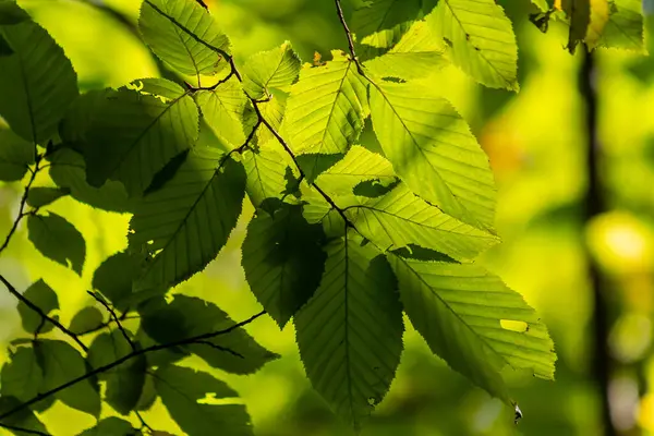 stock image Beautiful, harmonious forest detail, with hornbeam leaves.