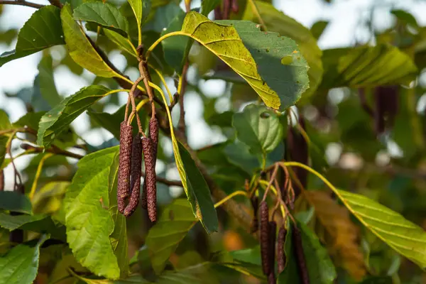 stock image Speckled alders spread their seed through cone-like structures.