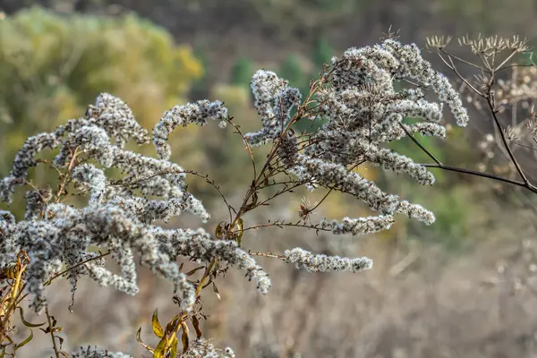 stock image seeds with blow-balls of golden rod - Solidago canadensis wild plant at autumn.