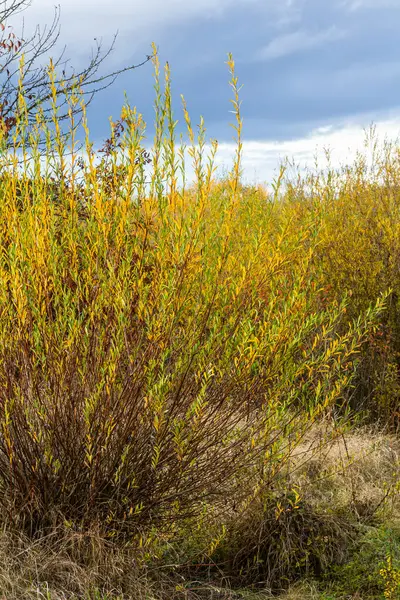 stock image Salix purpurea purple willow or osier is a species of Salix native to most of Europe. Purple willow catkin, Salix purpurea.