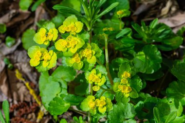 Yumuşak kenarlı, çiçek açan Golden Saxifrage Chrysosplenium alternifolium. Seçici odaklanma. İyileştirici özelliği var. Sarı pınar Küçük çiçekler.