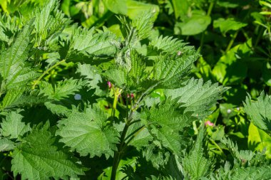 Urtica dioica ya da ısırgan otu, bahçede. Isırgan otu, kanama, idrar söktürücü, ateş düşürücü, yara iyileştirme, antiheumatik madde olarak kullanılan bir ilaç..