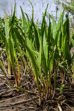 Sarı bayrak irislerine yakın Iris psödacorus ve Great Water Dok Rumex hydrolapathum.