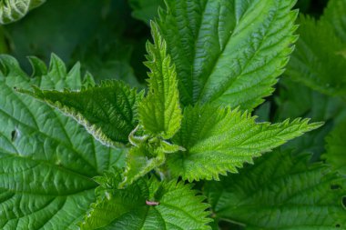 Urtica dioica ya da ısırgan otu, bahçede. Isırgan otu, kanama, idrar söktürücü, ateş düşürücü, yara iyileştirme, antiheumatik madde olarak kullanılan bir ilaç..