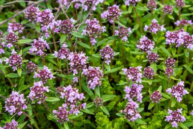 Çiçekli kokulu Thymus Serpilllum, Breckland yabani kekik, sürünen kekik, ya da elf kekik yakın çekim, makro fotoğraf. Güneşli bir günde tarlada güzel yiyecekler ve tıbbi bitkiler