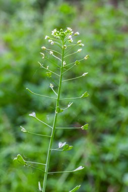 Doğada, tarla Capsella bursa-pastoris yetiştirir..