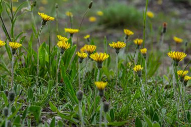 Çiçekli hieracium pilosella çayırda.
