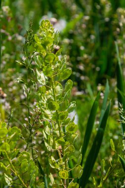 In nature, Thlaspi arvense grows among wild grasses. clipart