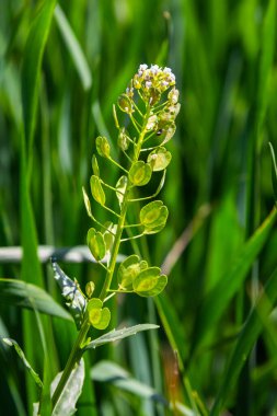 In nature, Thlaspi arvense grows among wild grasses. clipart