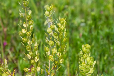 Doğada, Thlaspi arvense yabani otların arasında yetişir..