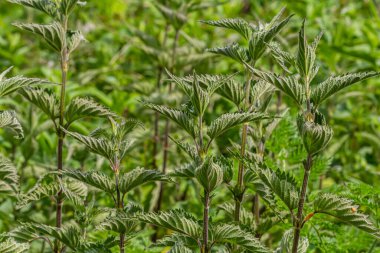 Urtica dioica ya da ısırgan otu, bahçede. Isırgan otu, kanama, idrar söktürücü, ateş düşürücü, yara iyileştirme, antiheumatik madde olarak kullanılan bir ilaç..