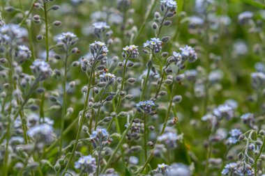 Geniş açı, açık mavi Erken Unutma Beni, Myosotis her yıl çiçek açan bir bitki..