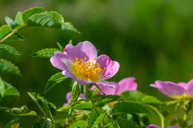 Köpek gülü, Rosa canina, pembe veya beyaz çiçekli ve ilaçlarda kullanılan önemli bir şifalı bitkidir. Bu bir yaban gülü ve sonbaharda kırmızı güllük gülistanlık meyveleri var..