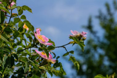 Köpek gülü, Rosa canina, pembe veya beyaz çiçekli ve ilaçlarda kullanılan önemli bir şifalı bitkidir. Bu bir yaban gülü ve sonbaharda kırmızı güllük gülistanlık meyveleri var..