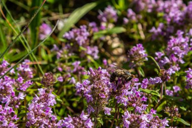 Çiçekli kokulu Thymus Serpilllum, Breckland yabani kekik, sürünen kekik, ya da elf kekik yakın çekim, makro fotoğraf. Güneşli bir günde tarlada güzel yiyecekler ve tıbbi bitkiler