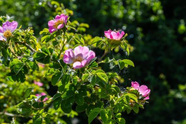 Köpek gülü, Rosa canina, pembe veya beyaz çiçekli ve ilaçlarda kullanılan önemli bir şifalı bitkidir. Bu bir yaban gülü ve sonbaharda kırmızı güllük gülistanlık meyveleri var..