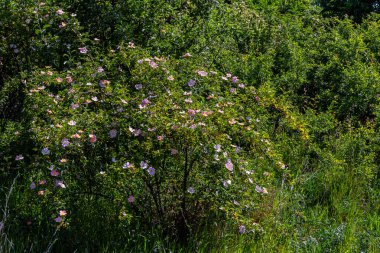 Köpek gülü, Rosa canina, pembe veya beyaz çiçekli ve ilaçlarda kullanılan önemli bir şifalı bitkidir. Bu bir yaban gülü ve sonbaharda kırmızı güllük gülistanlık meyveleri var..